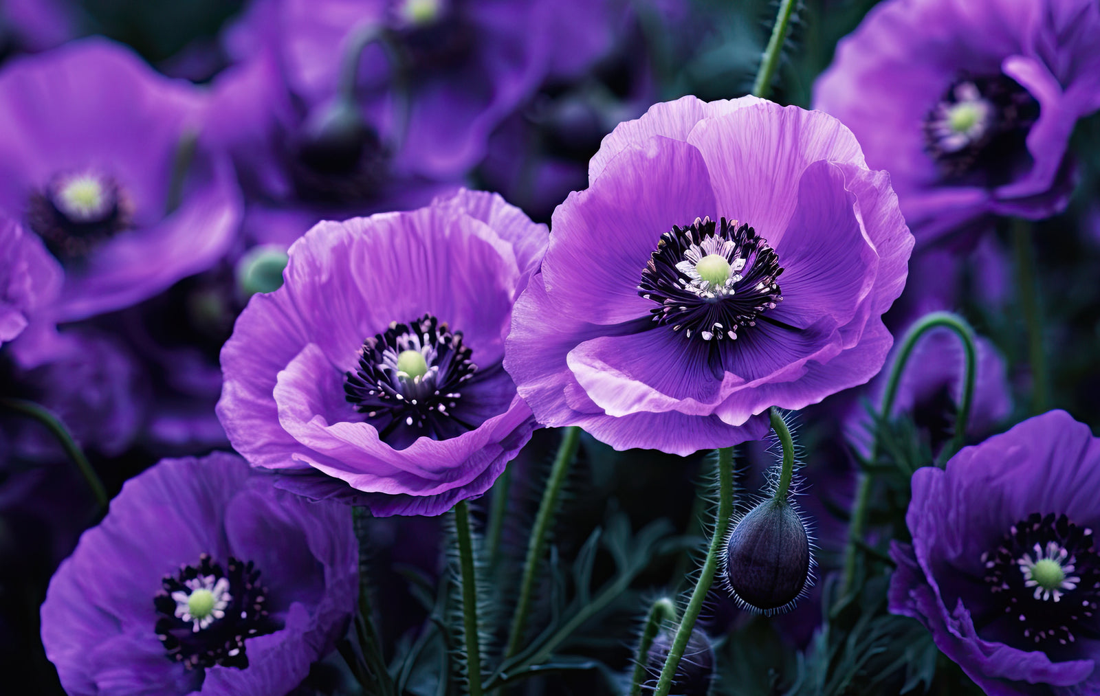 The Significance of the Purple Poppy in Australian War Remembrance