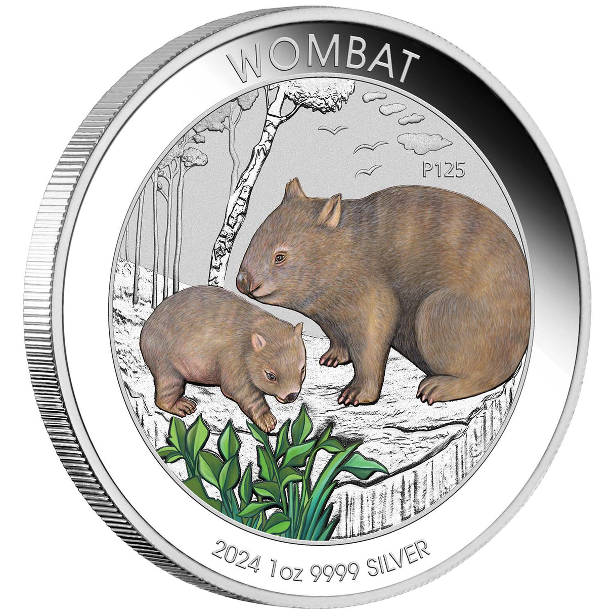 Australia Wombat 2024 $1 Colour 1oz Silver Uncirculated Coin