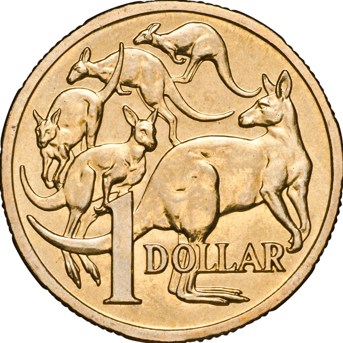 Mob of Roos 2007 $1 Uncirculated Coin