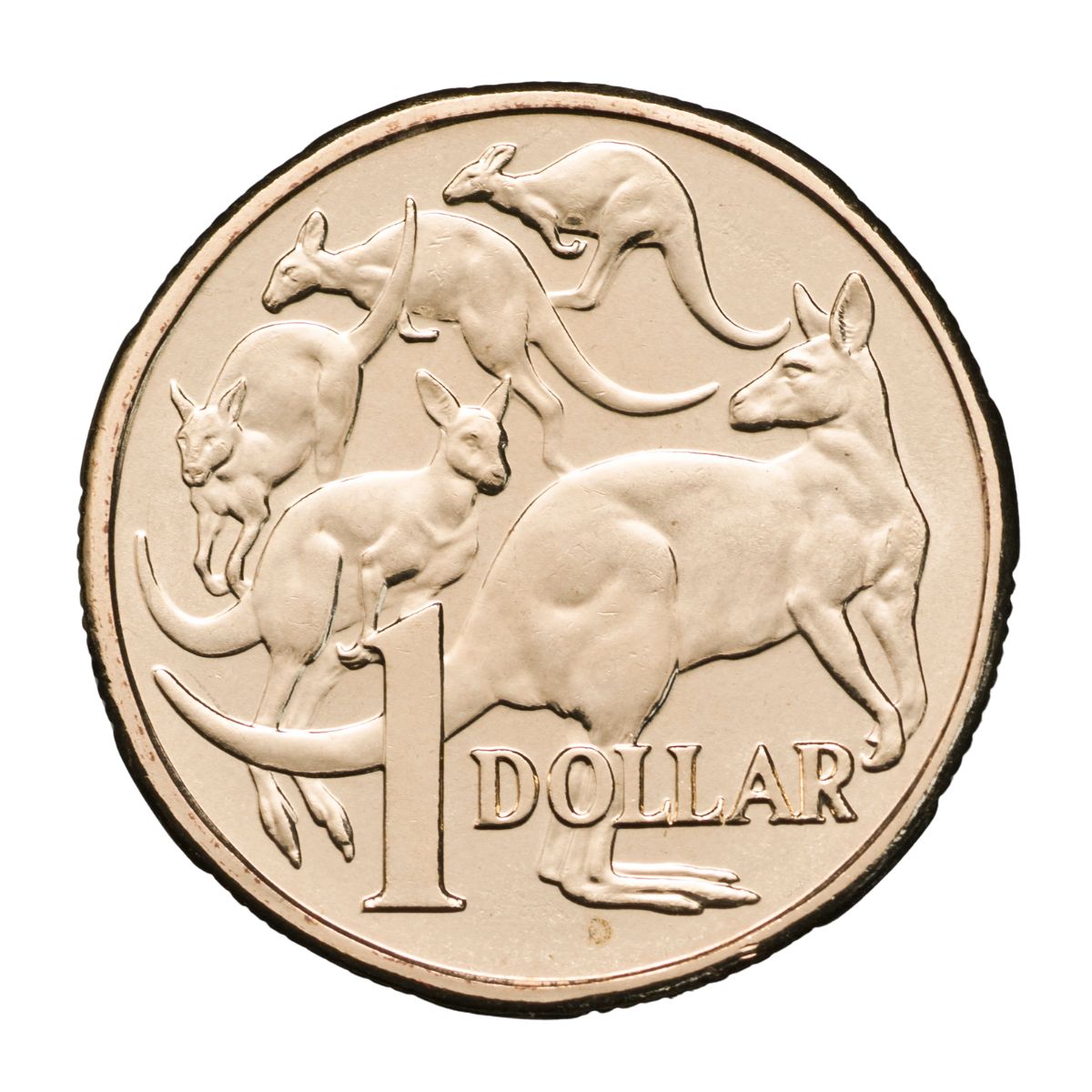 Mob of Roos 2021 $1 Uncirculated Coin